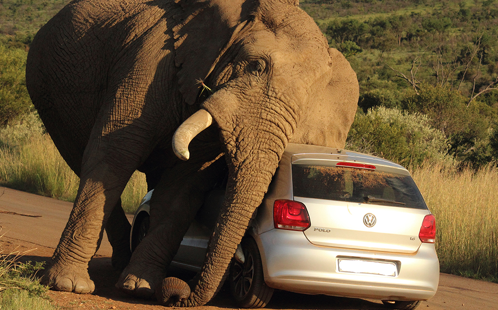 Elephant polo