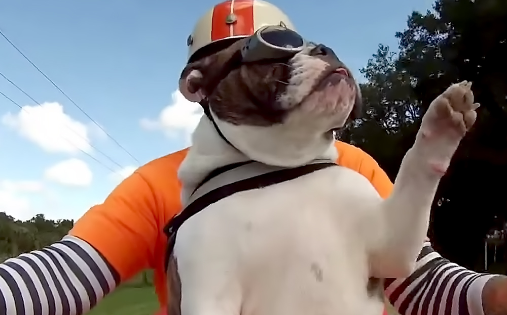 Motorcycle riding bulldog